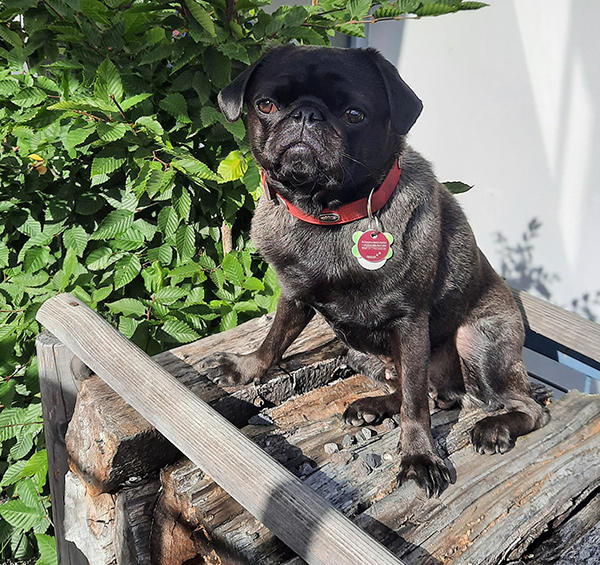 Bild vom Schulhund Gustav 2021 der Haldenschule Rommelshausen